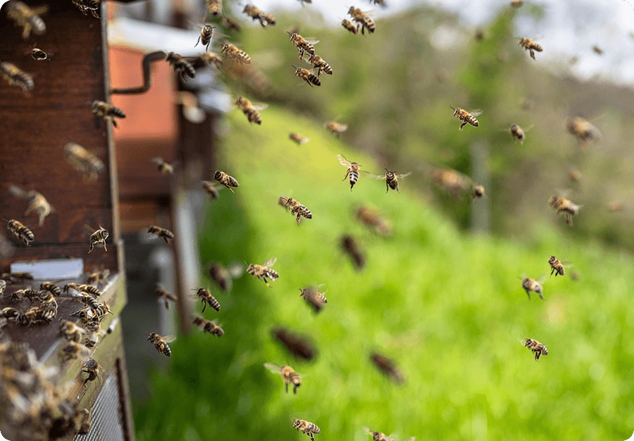 Easy calculations for beekeepers