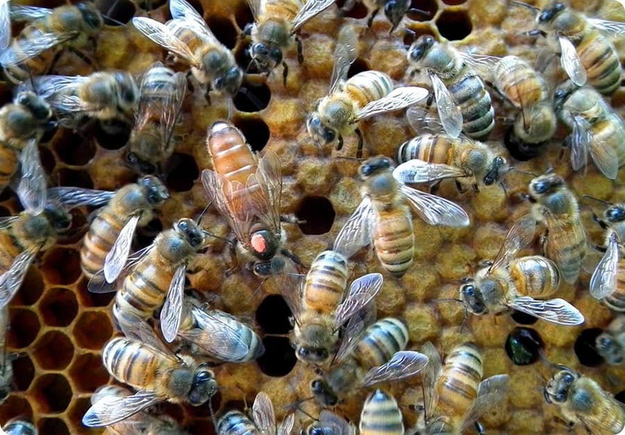 Od jajka do królowej pszczół